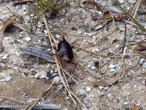 Image of Florida Woods Cockroach