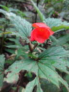 صورة Begonia lophoptera Rolfe