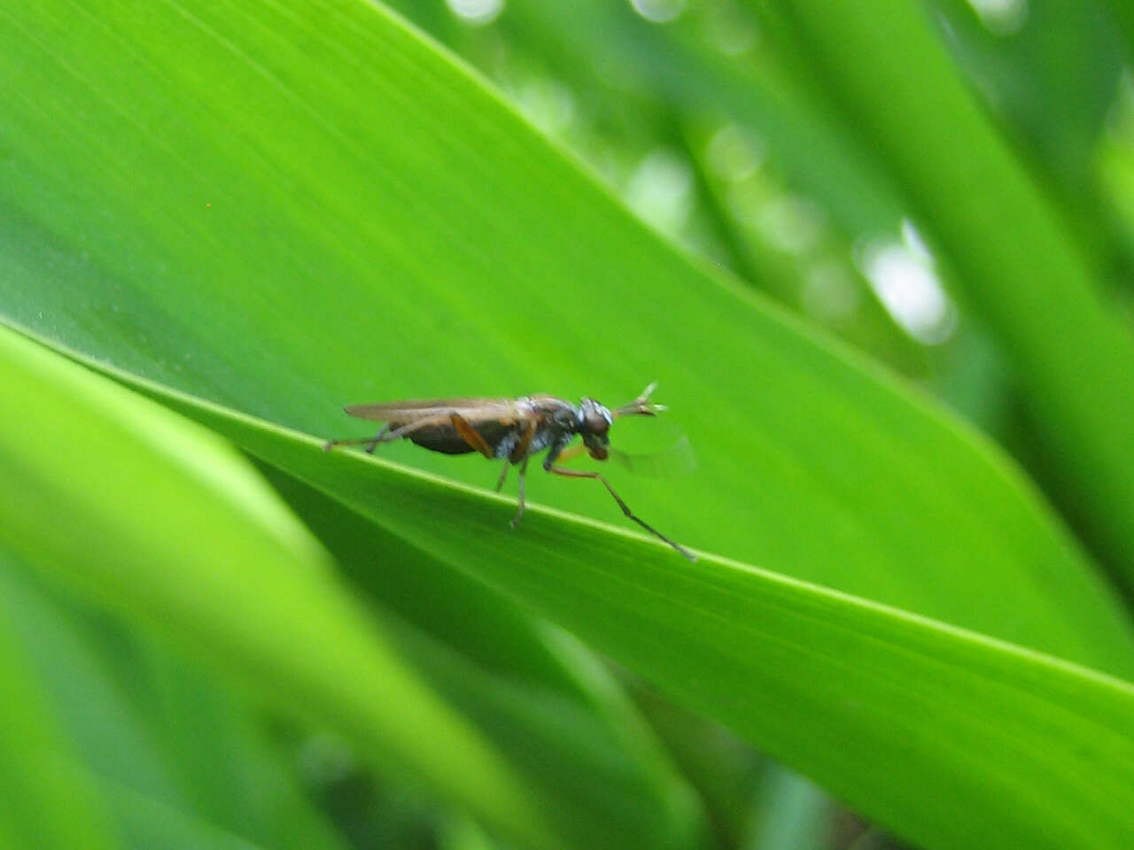 Image of Marsh fly