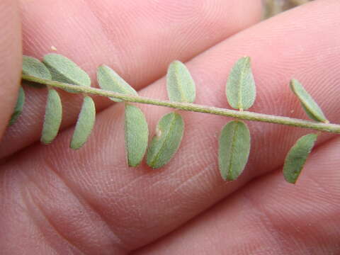 Imagem de Astragalus nothoxys A. Gray