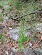 Image of Carolina vervain