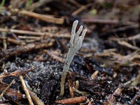 Image of Clavulina tasmanica (Berk. ex Cooke) Corner 1950