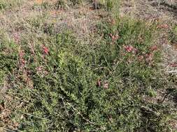 Sivun Oenothera sinuosa W. L. Wagner & Hoch kuva