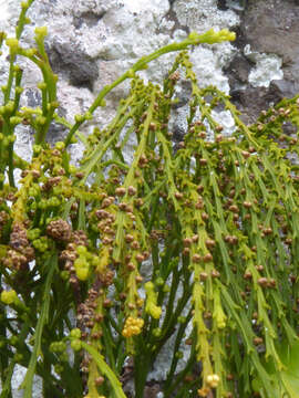 Image of whisk fern