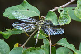 Tetrathemis platyptera Selys 1878 resmi