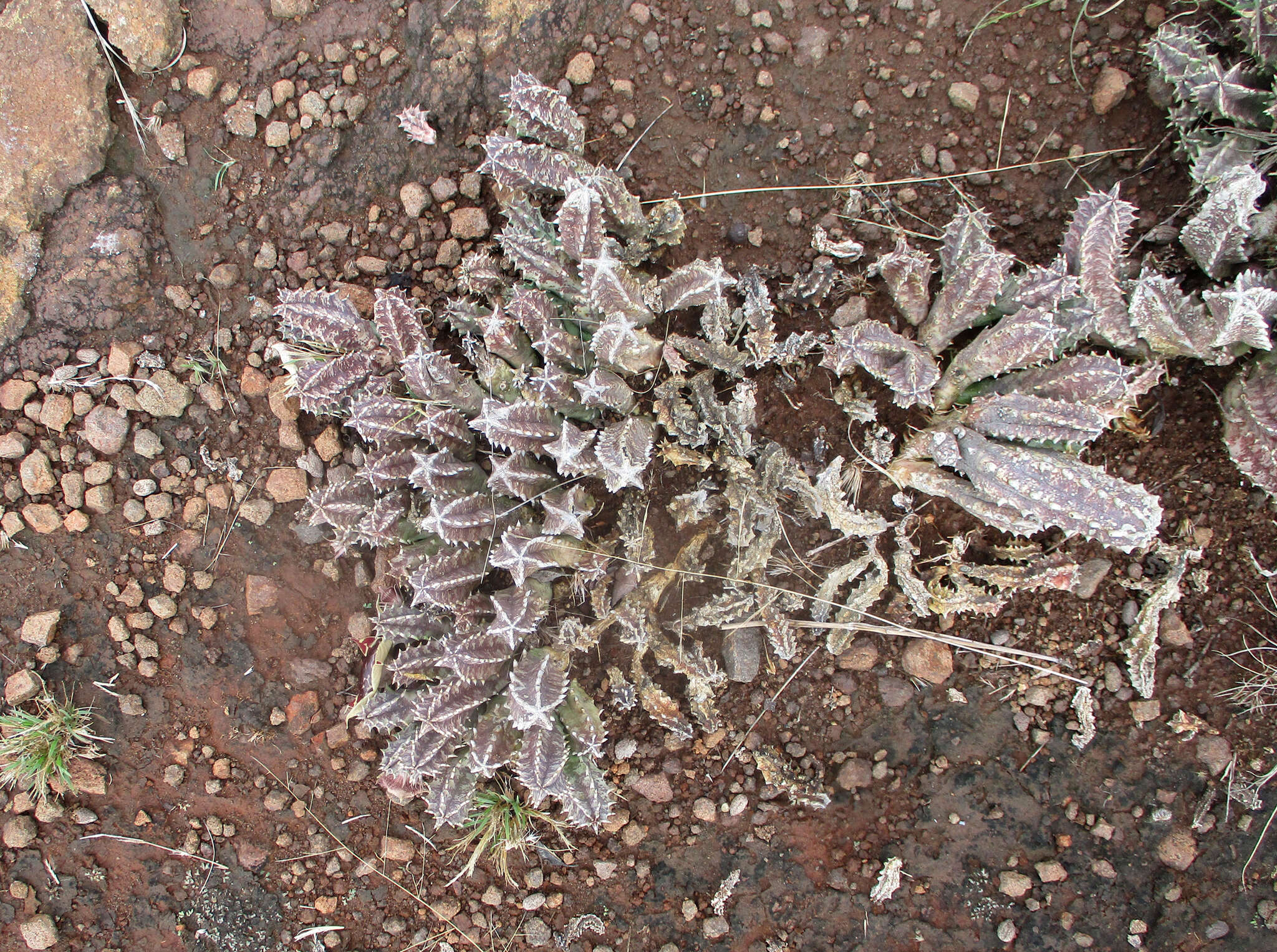 Image de Ceropegia zebrina (N. E. Br.) Bruyns