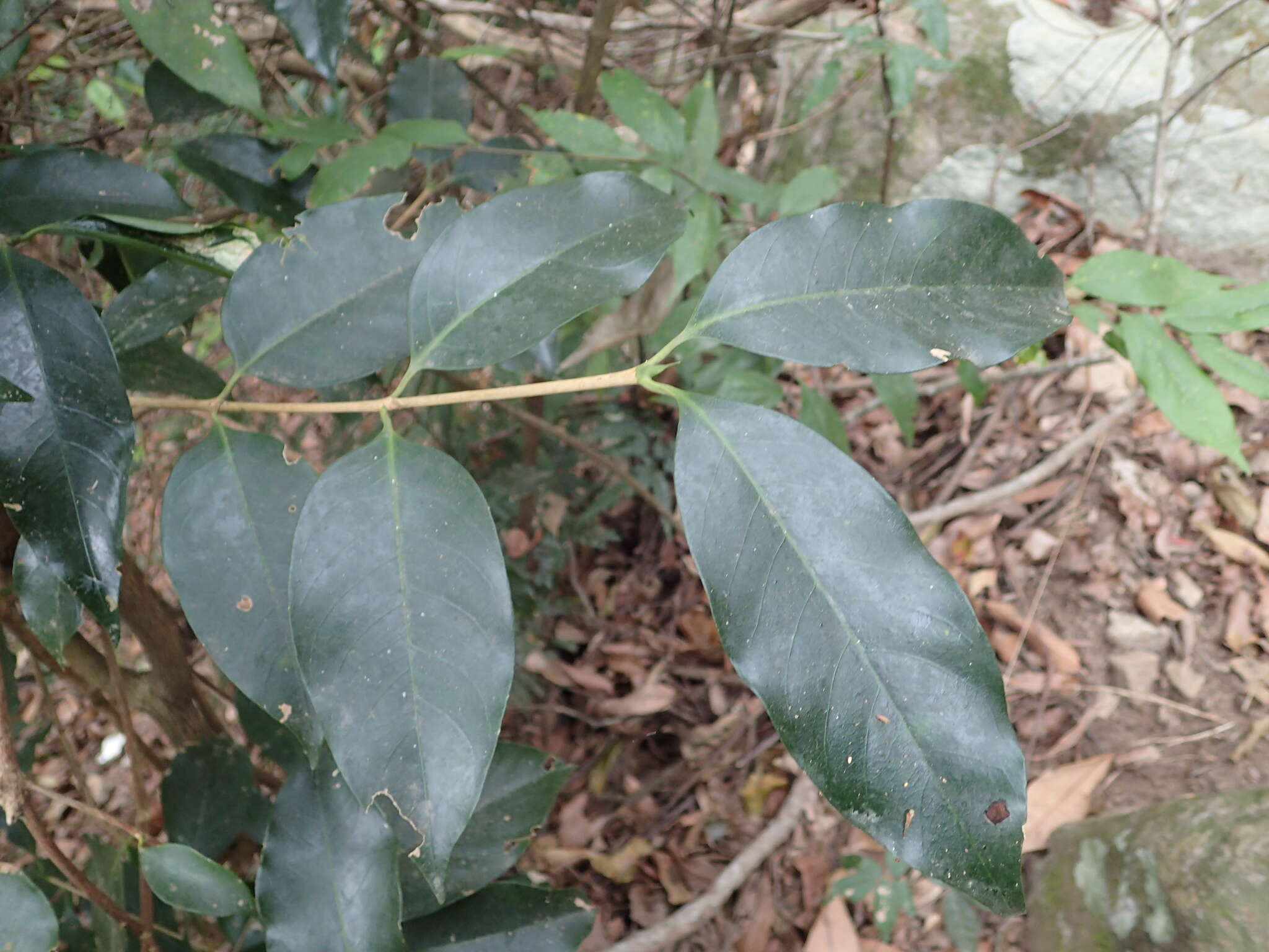 Image of Diplospora dubia (Lindl.) Masam.