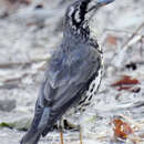 Image of Turdus litsitsirupa stierlingi (Reichenow 1900)