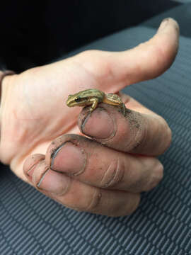 Image of Boreal Chorus Frog