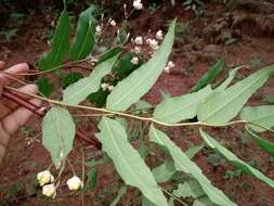 Image of Berberis lanceolata Benth.