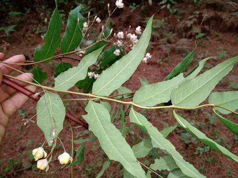 Image of Berberis lanceolata Benth.