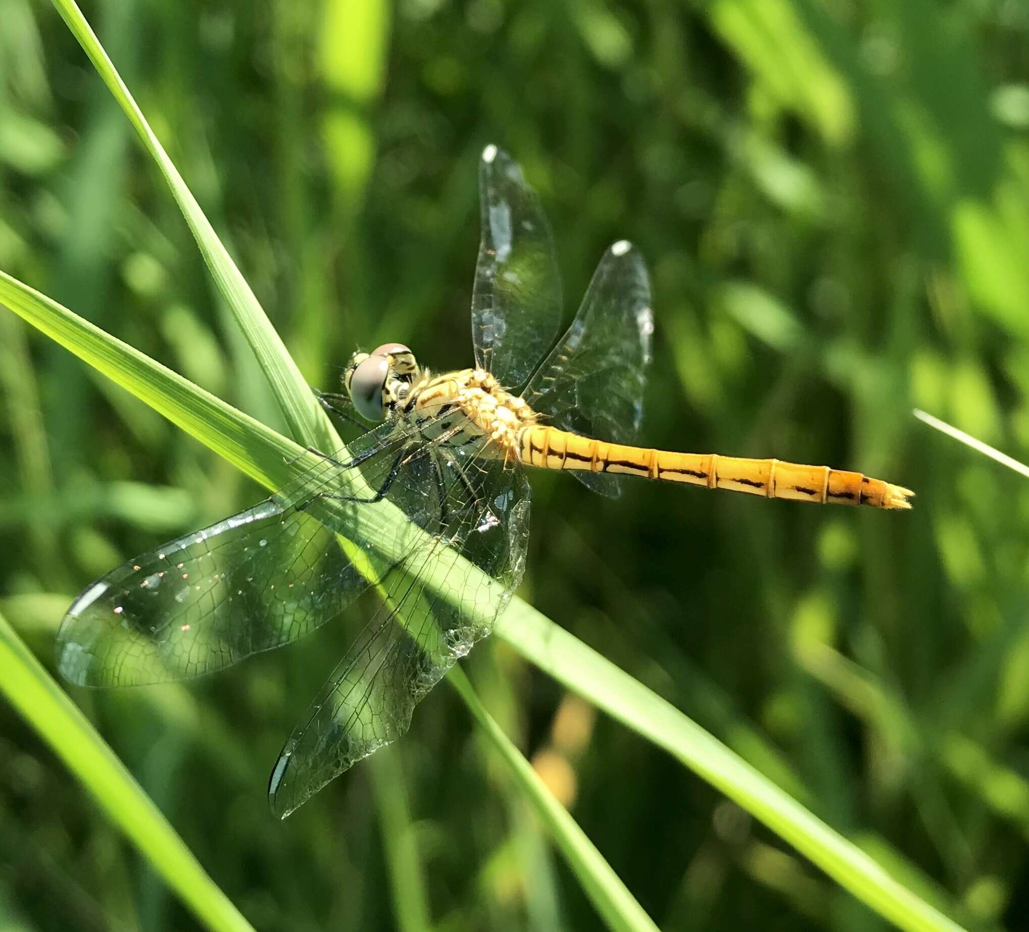 Image of Sympetrum tibiale (Ris 1897)