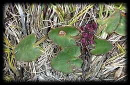 Imagem de Hydrocotyle jacksonii M. Hiroe