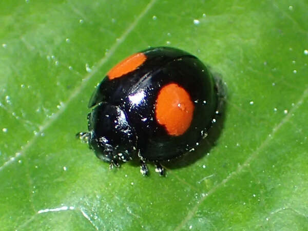 Image of Cactus Lady Beetle