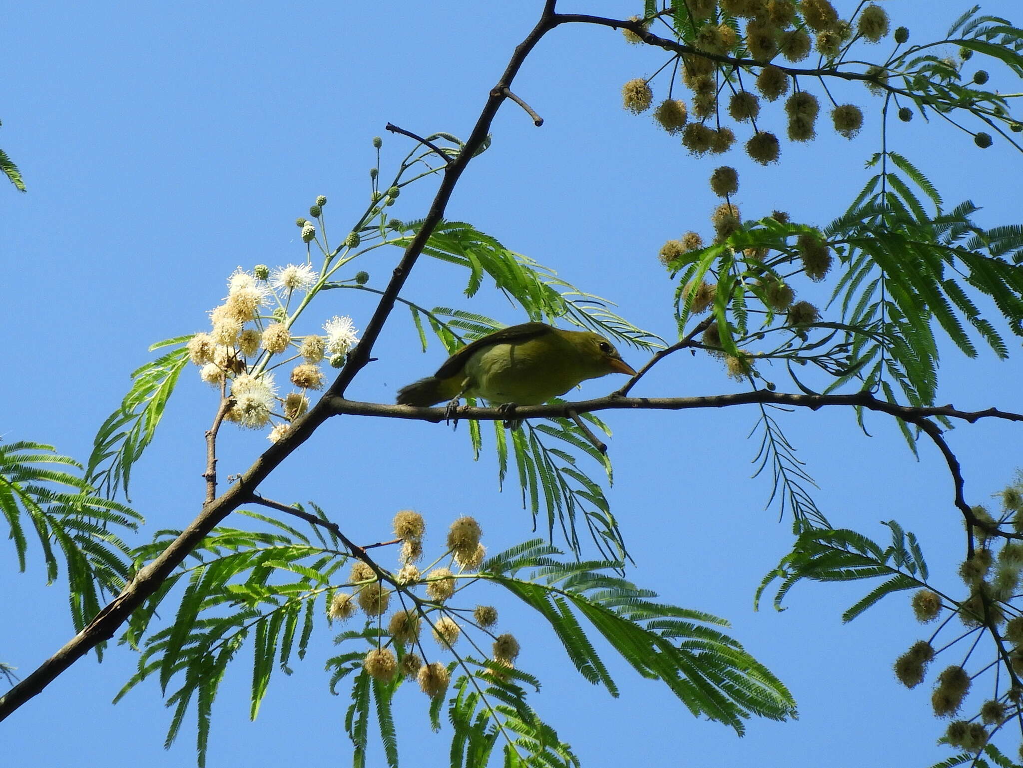 Image of Guira Tanager