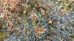 Image of dwarf rush