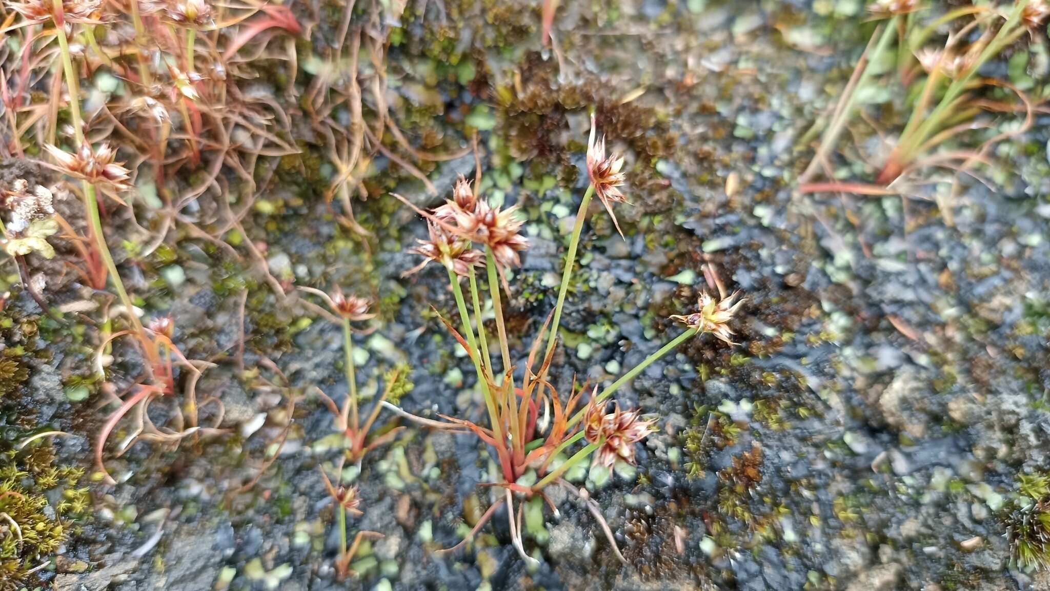 Image of dwarf rush