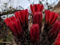 Image de Echinocereus coccineus subsp. coccineus