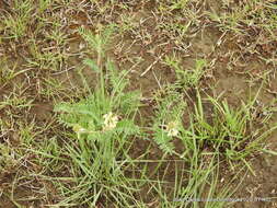 Imagem de Astragalus strigulosus Kunth