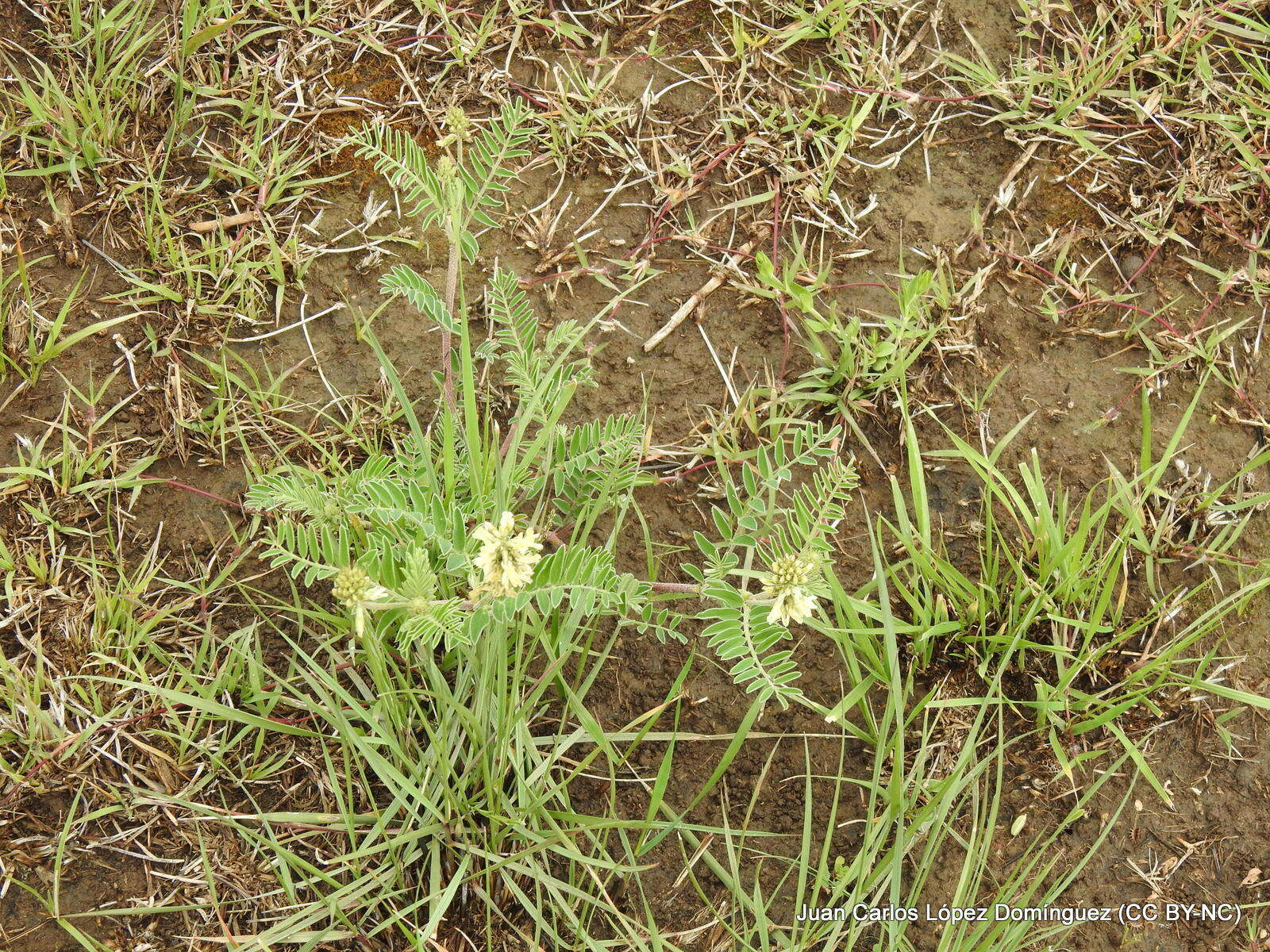 Image of Astragalus strigulosus Kunth