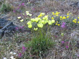 صورة Papaver lapponicum subsp. orientale Tolm.