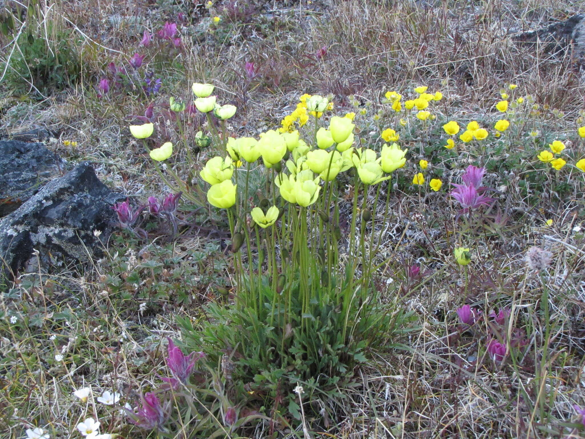 صورة Papaver lapponicum subsp. orientale Tolm.