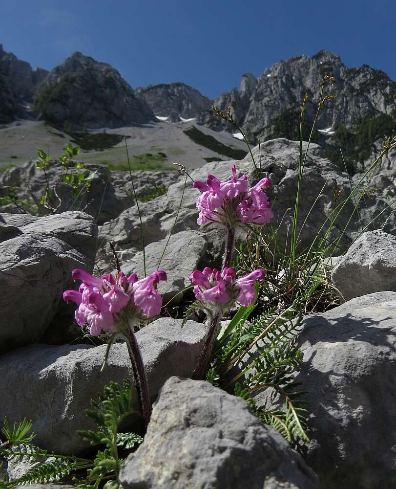 Image of pink lousewort