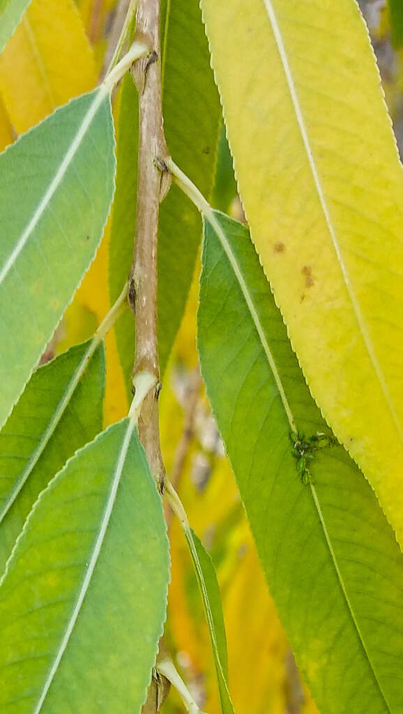 Image of Goodding's willow