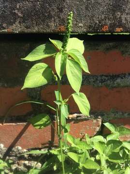 Image de Acalypha setosa A. Rich.