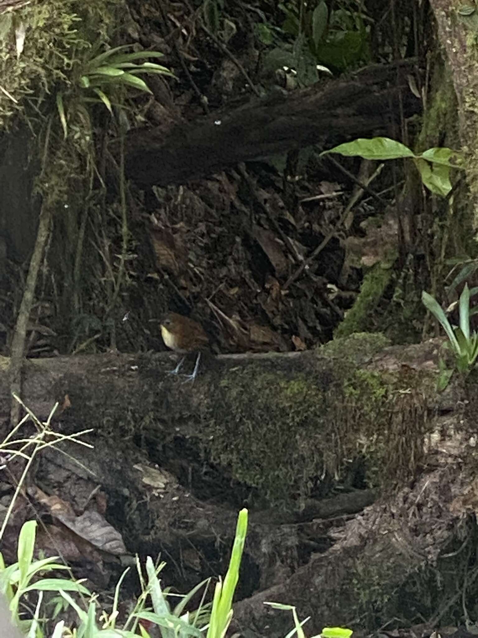 Image of Yellow-breasted Antpitta