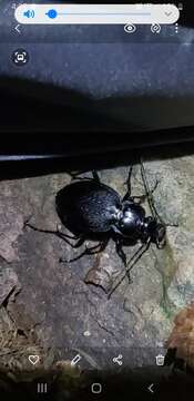 Image of Carabus (Carabus) goryi Dejean 1831