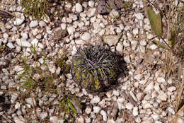 Image of Discocactus placentiformis (Lehm.) K. Schum.