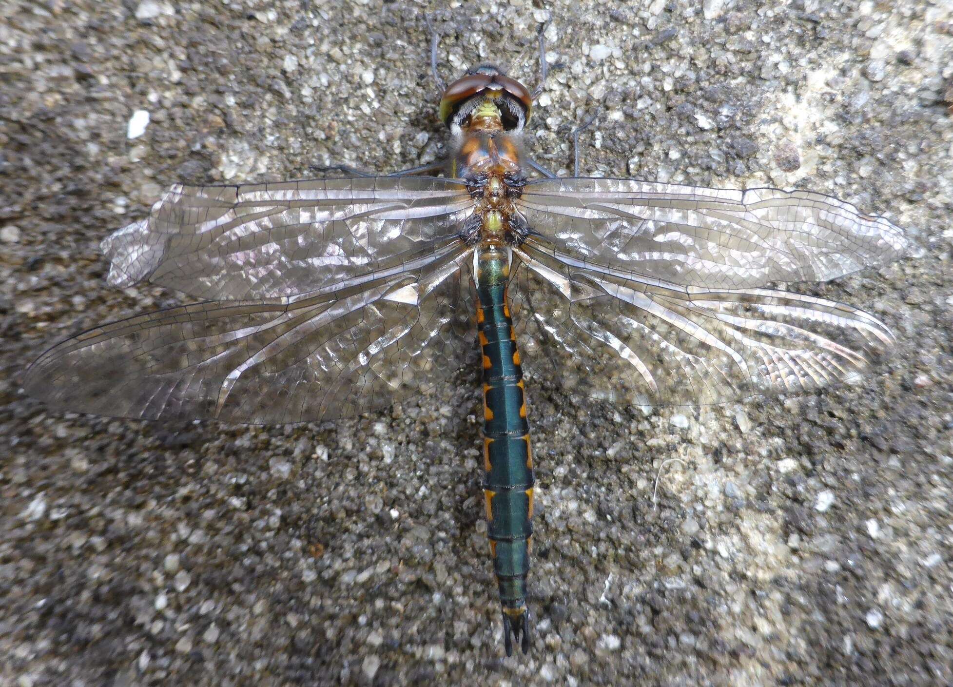 Image of Sentry Dragonfly