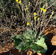 Image de Othonna macrophylla DC.