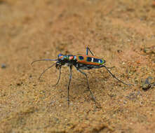 Imagem de Cicindela (Cosmodela) barmanica Gestro 1893