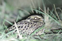 Image of Natal Nightjar