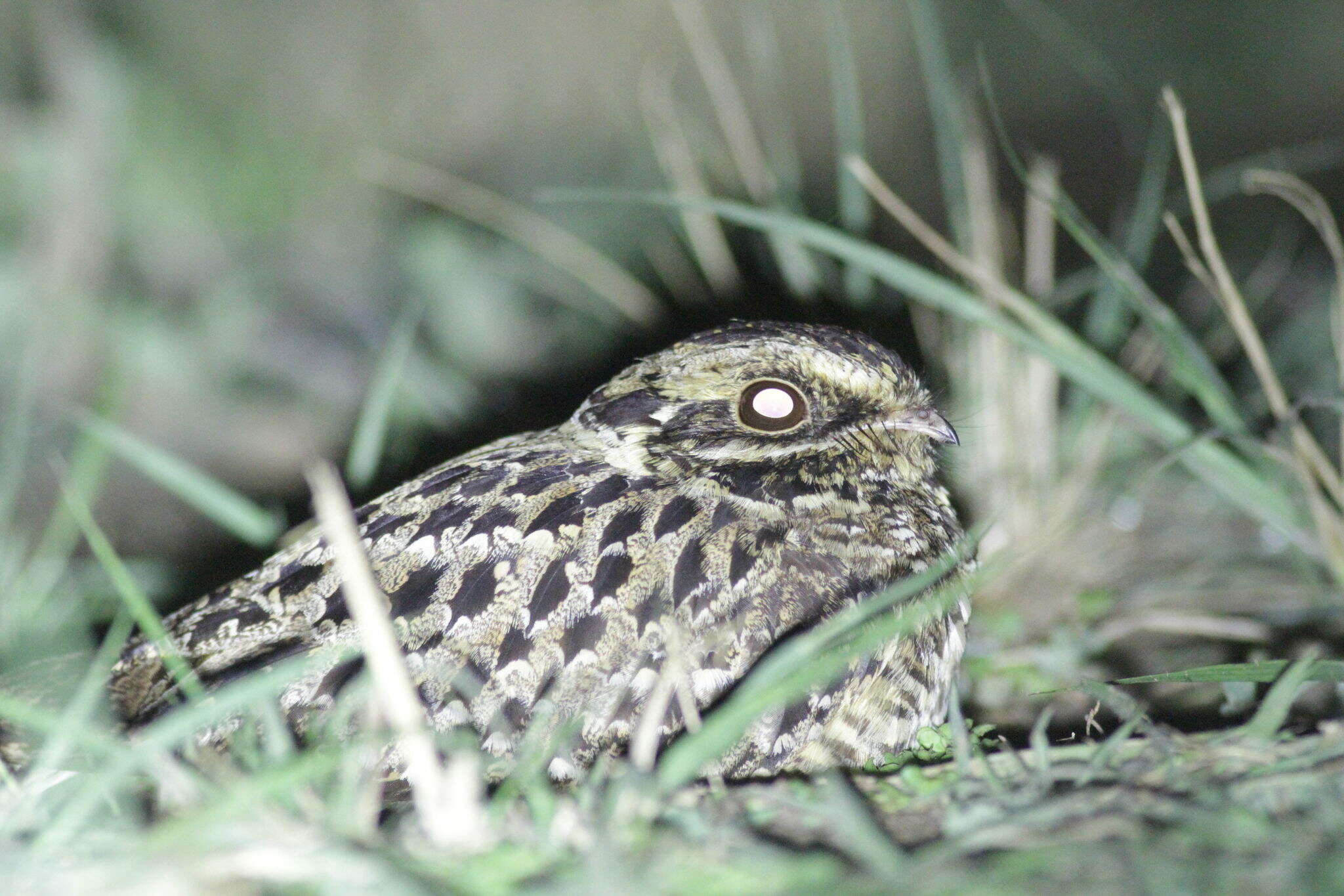 Image of Natal Nightjar