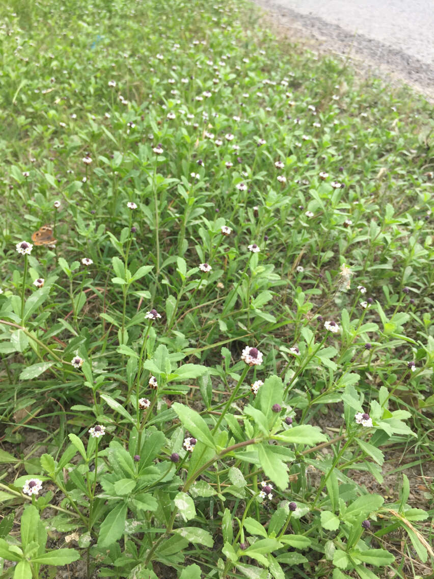 Phyla nodiflora (L.) Greene resmi