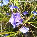 Image of Utricularia beaugleholei R. J. Gassin