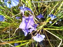 Image of Utricularia beaugleholei R. J. Gassin