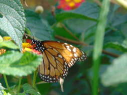 Sivun Danaus (Anosia) erippus Cramer 1775 kuva