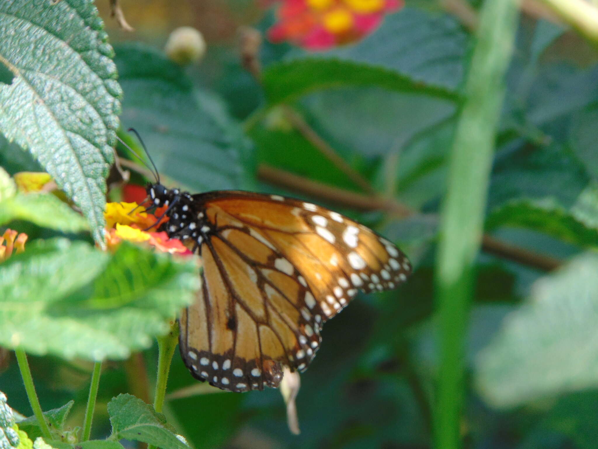 Sivun Danaus (Anosia) erippus Cramer 1775 kuva