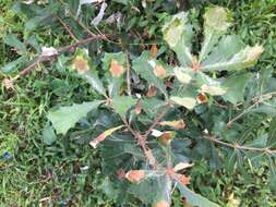 Image of Banksia oblongifolia Cav.