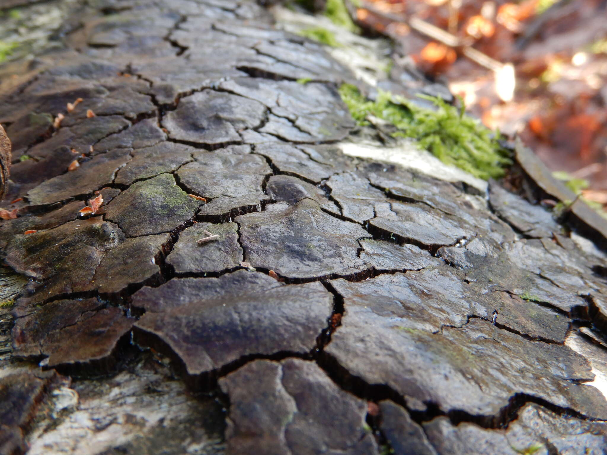 Phellinus laevigatus (P. Karst.) Bourdot & Galzin 1928的圖片