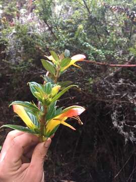 Image of Columnea magnifica Klotzsch ex Oerst.