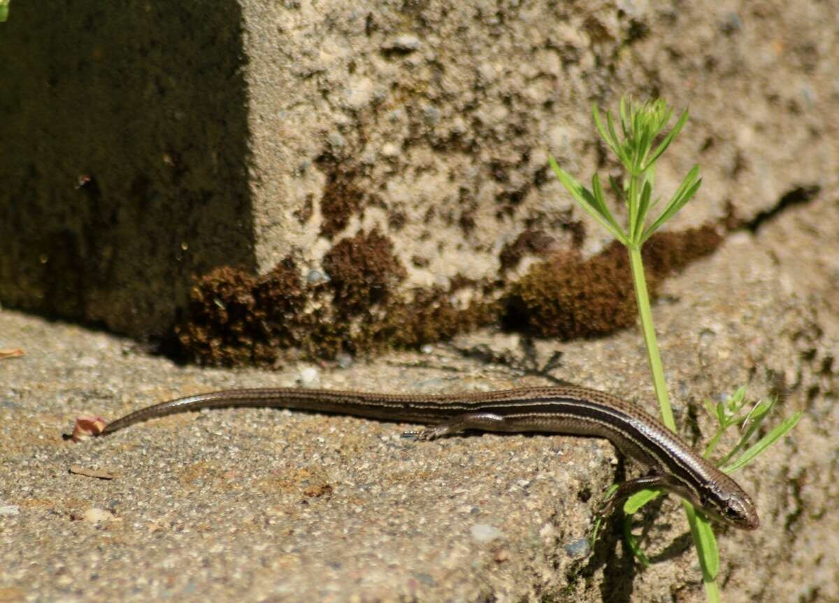 Plancia ëd Plestiodon septentrionalis Baird 1858