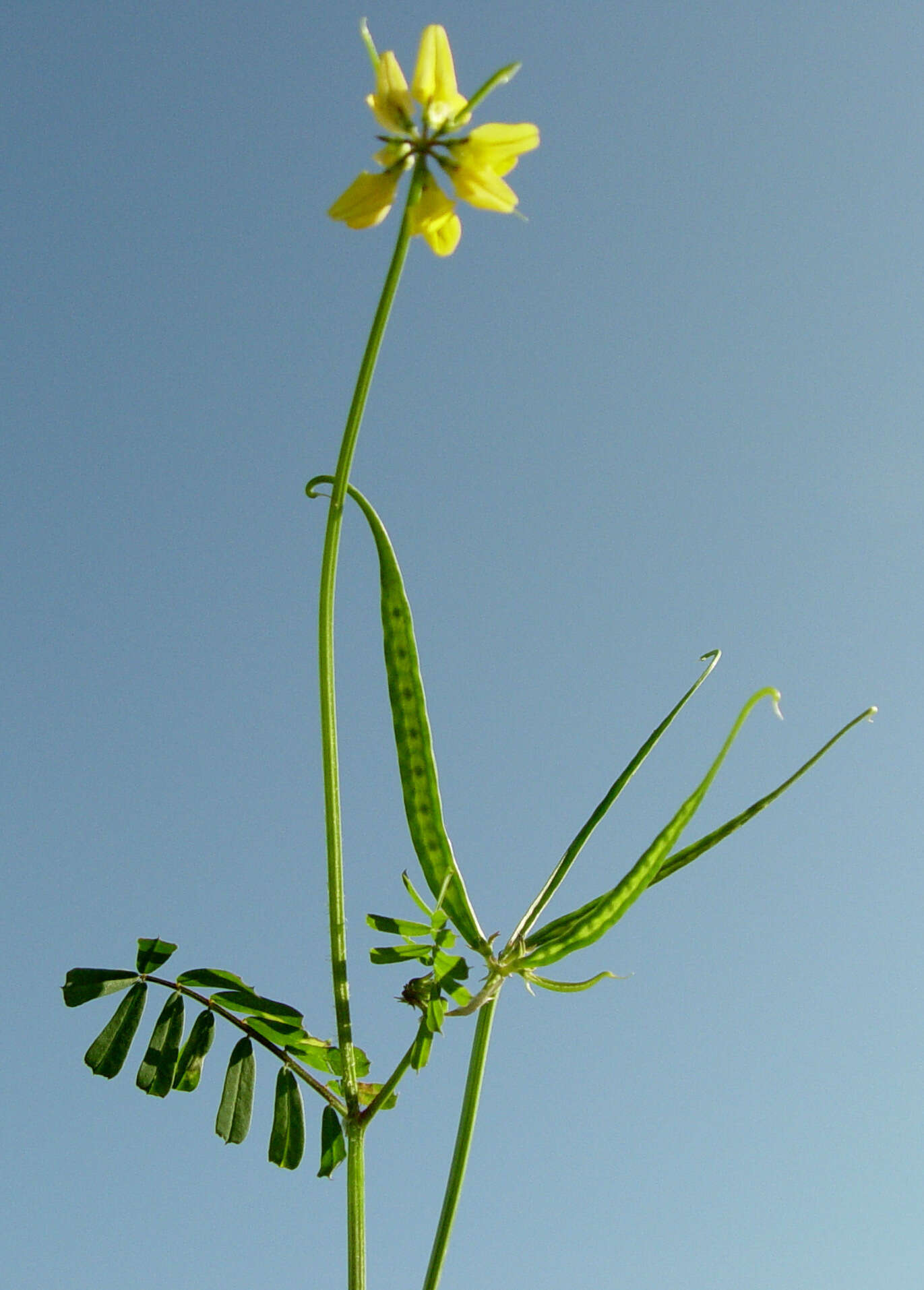 Image of goat pea