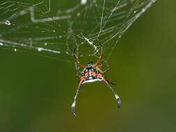 Image of Gasteracantha clavigera Giebel 1863