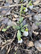 Image of Galanthus plicatus M. Bieb.