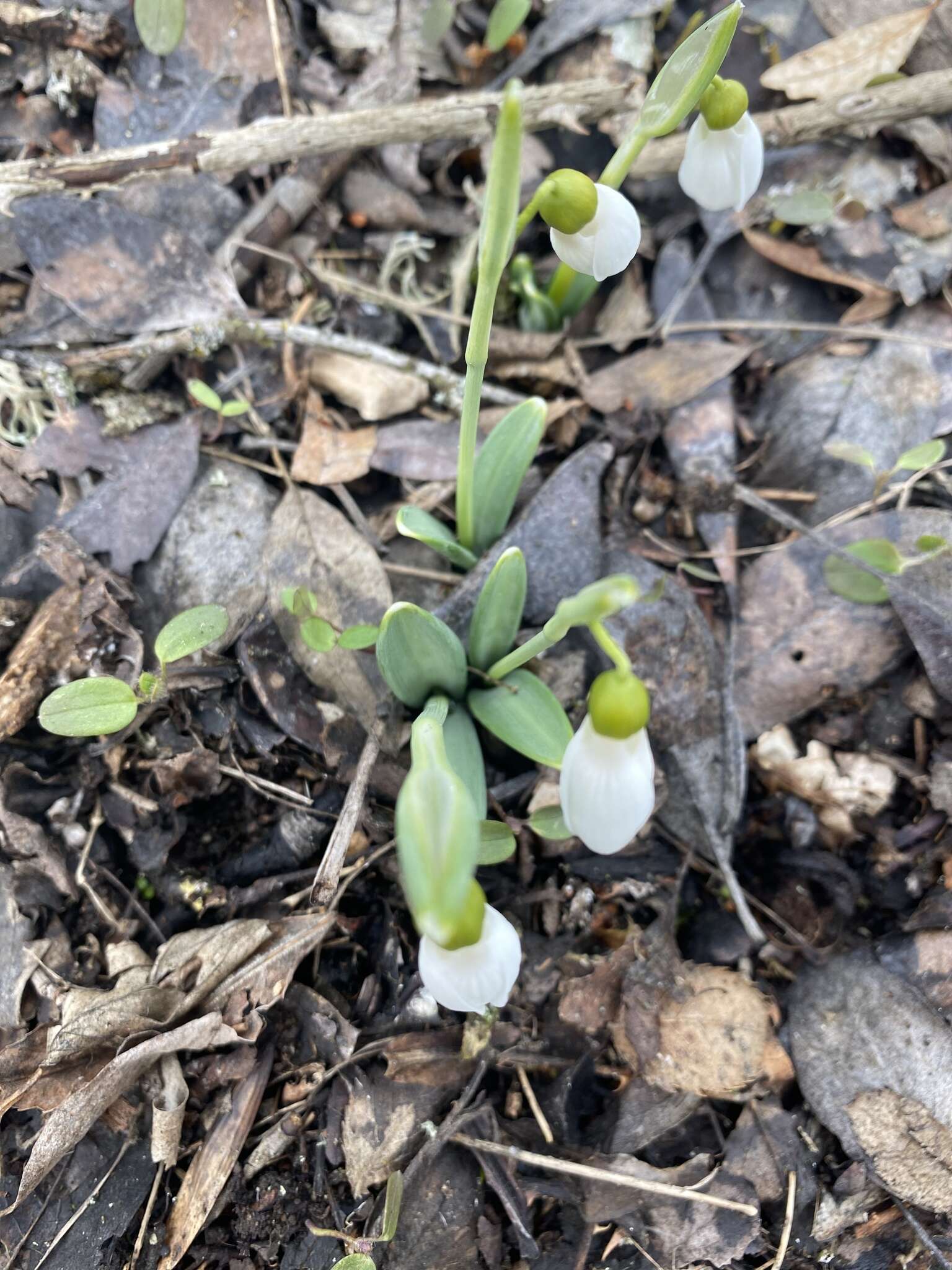 Image of Galanthus plicatus M. Bieb.